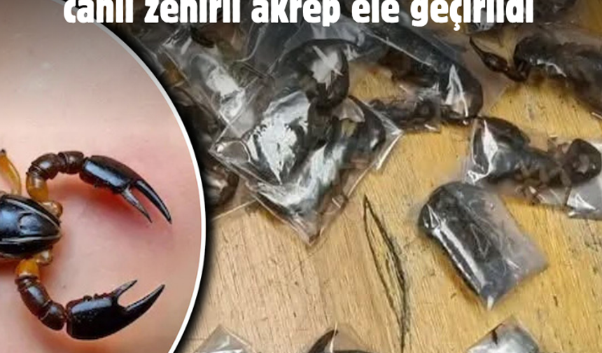 Bu da oldu: Kıyafetlerin arasına gizlenmiş 150 canlı zehirli akrep ele geçirildi