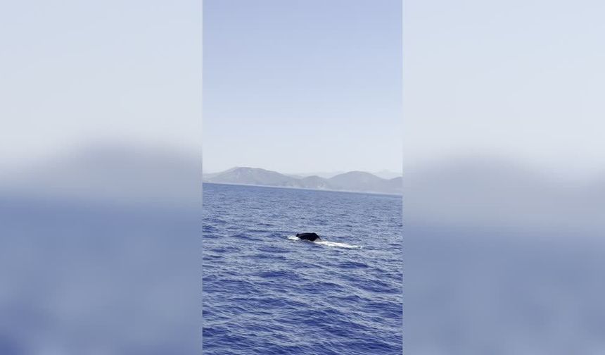 Görenler gözlerine inanamadı! Fethiye'de dev balina
