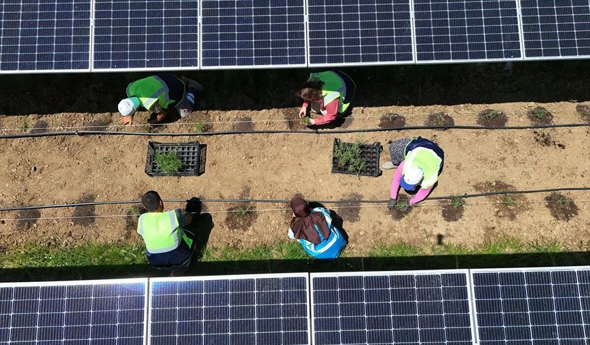 Bu tarlada hem güneş enerjisi hem  de bitki üretiliyor