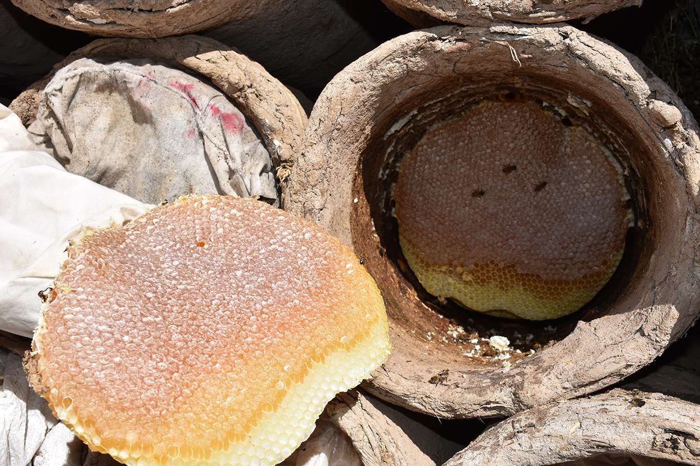 Bitlis'te hasadına başlanan Karakovan balından 100 milyon gelir bekleniyor