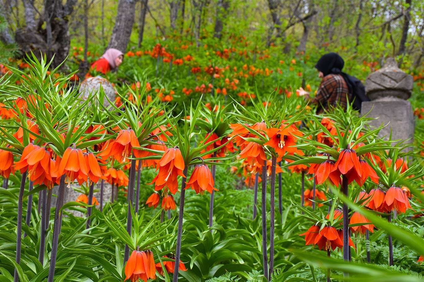 Bitlis’te açan ters laleler göz kamaştırıyor