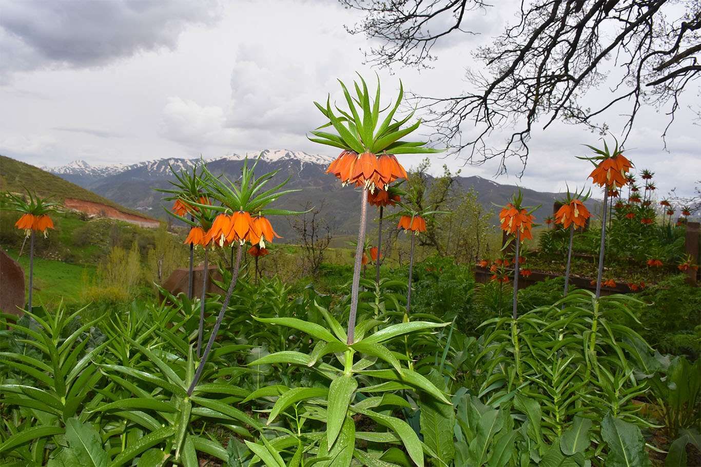 Bitlis’te açan ters laleler göz kamaştırıyor