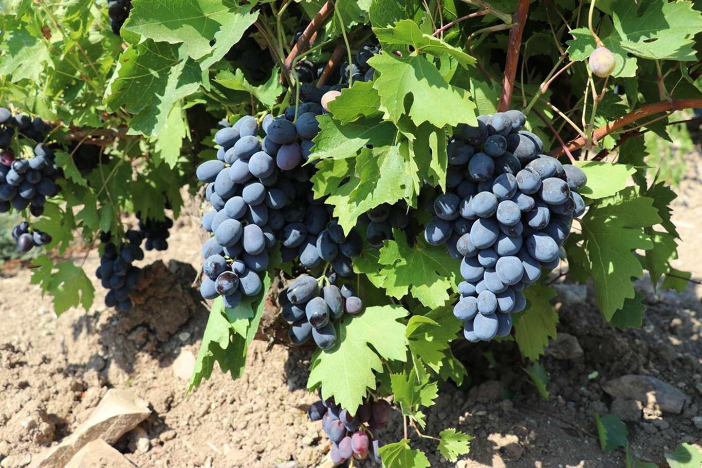 Kilis’te üzüm hasadı devam ediyor