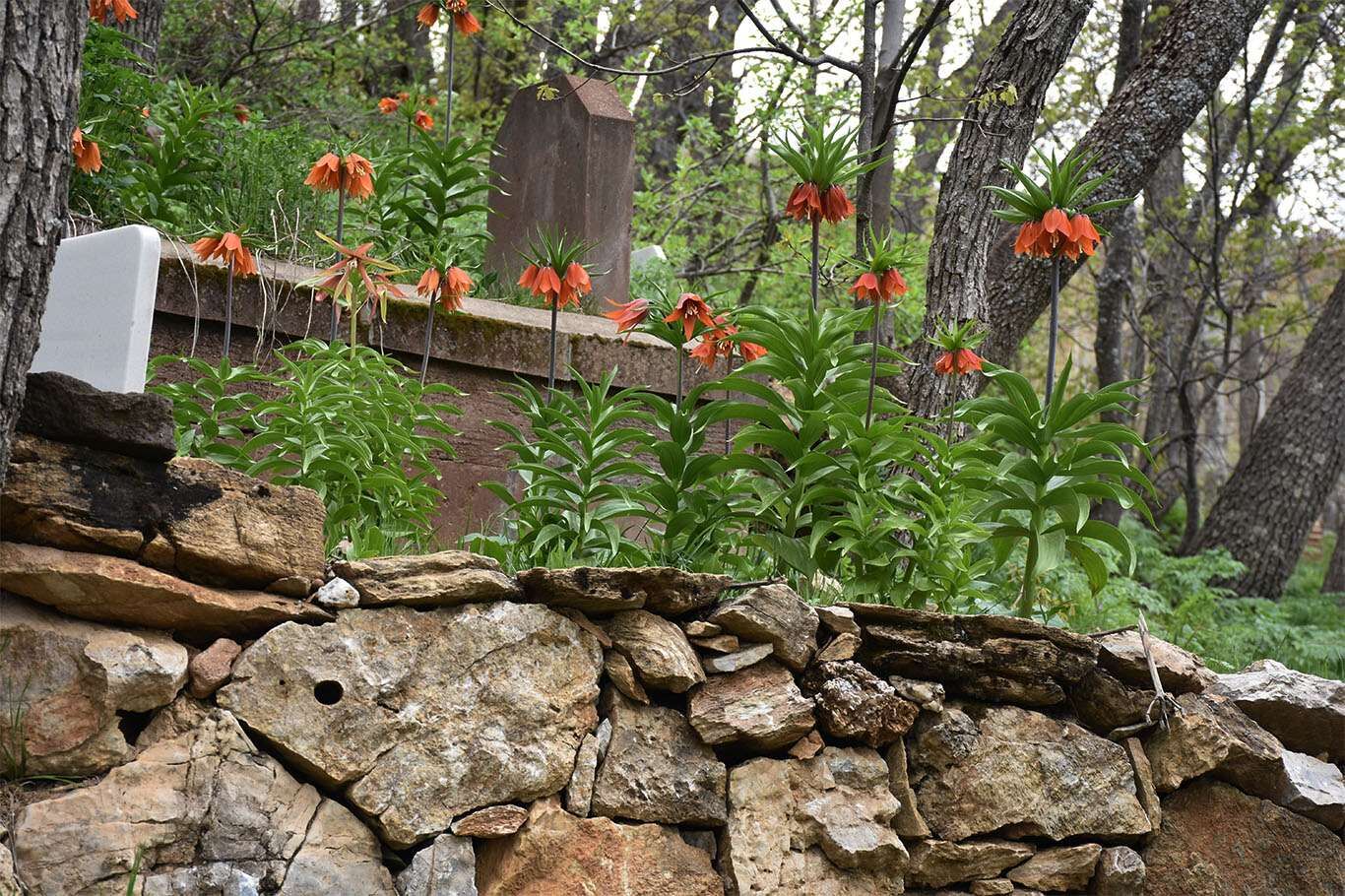 Bitlis’te açan ters laleler göz kamaştırıyor