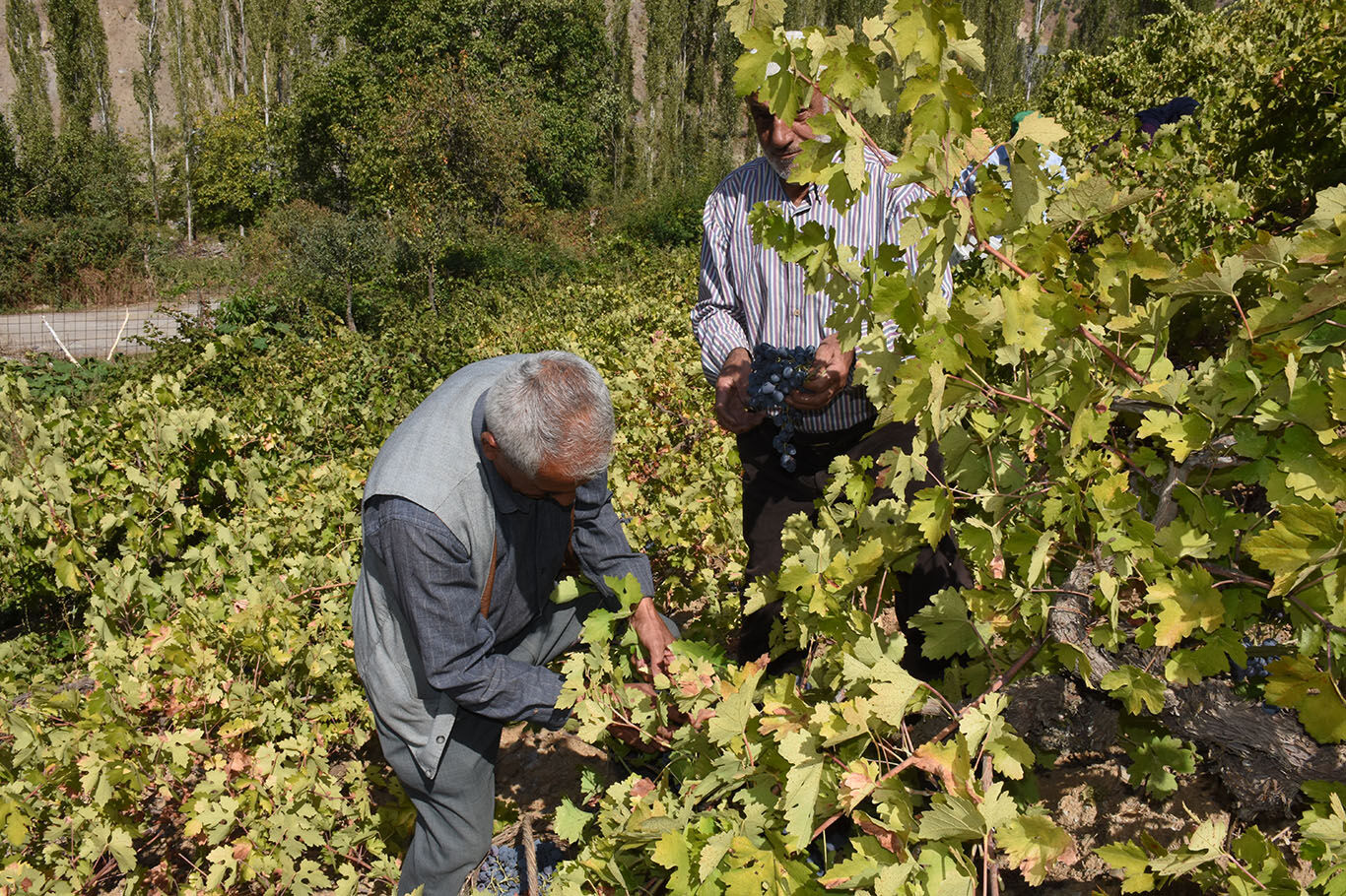 Bitlis'te imece usulüyle yapılan pekmez yoğun ilgi görüyor