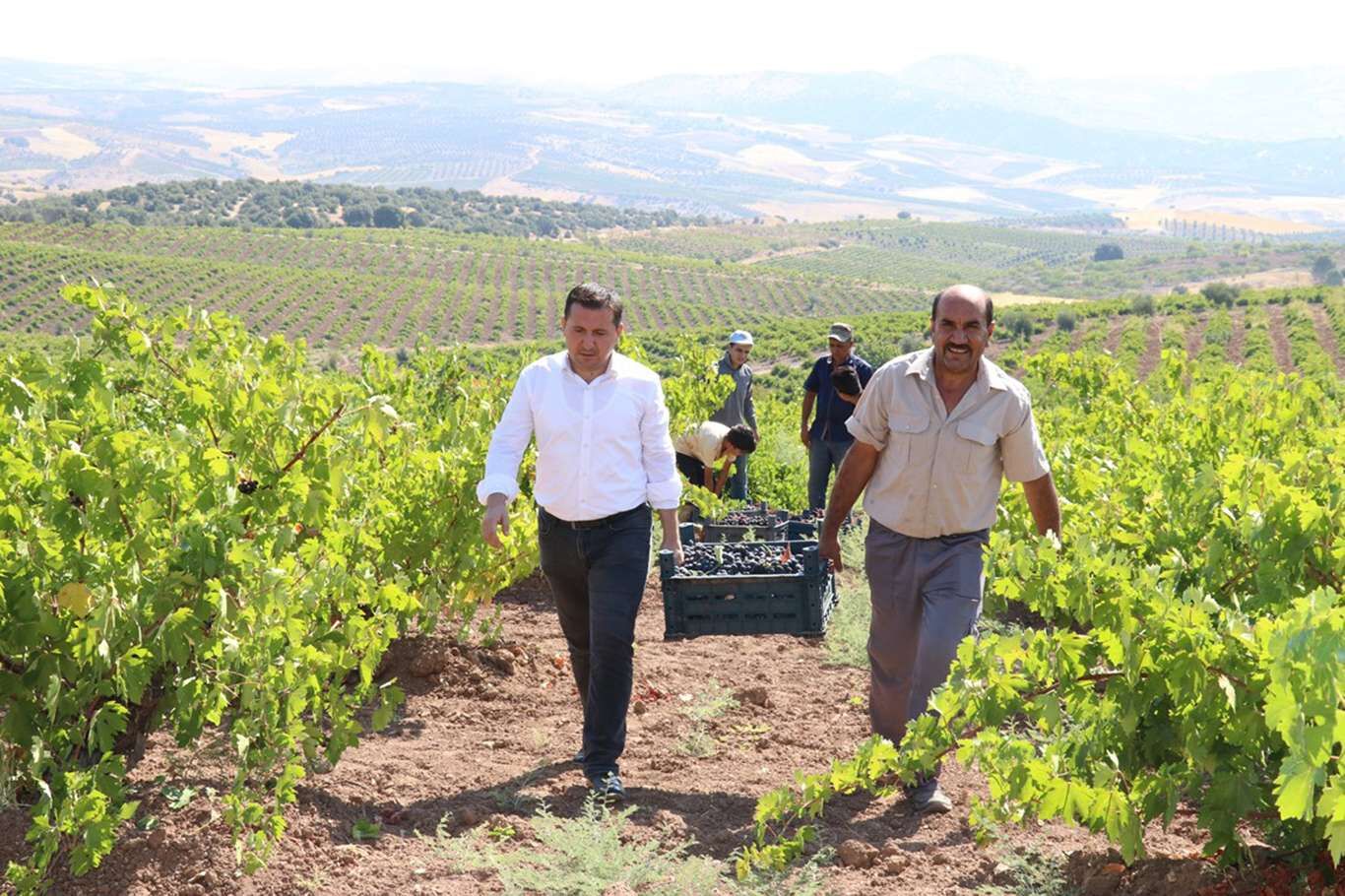 Kilis’te üzüm hasadı devam ediyor