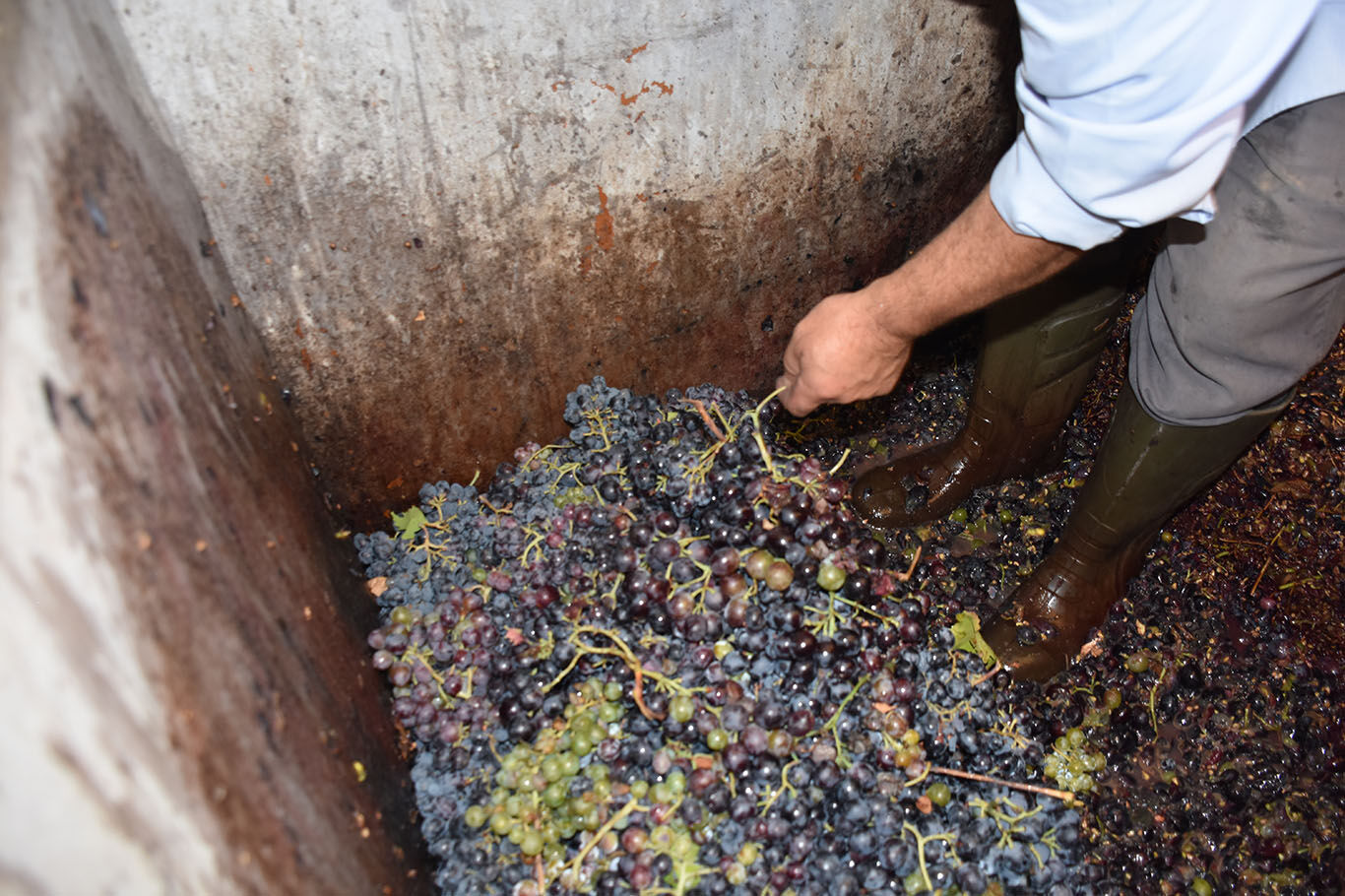 Bitlis'te imece usulüyle yapılan pekmez yoğun ilgi görüyor