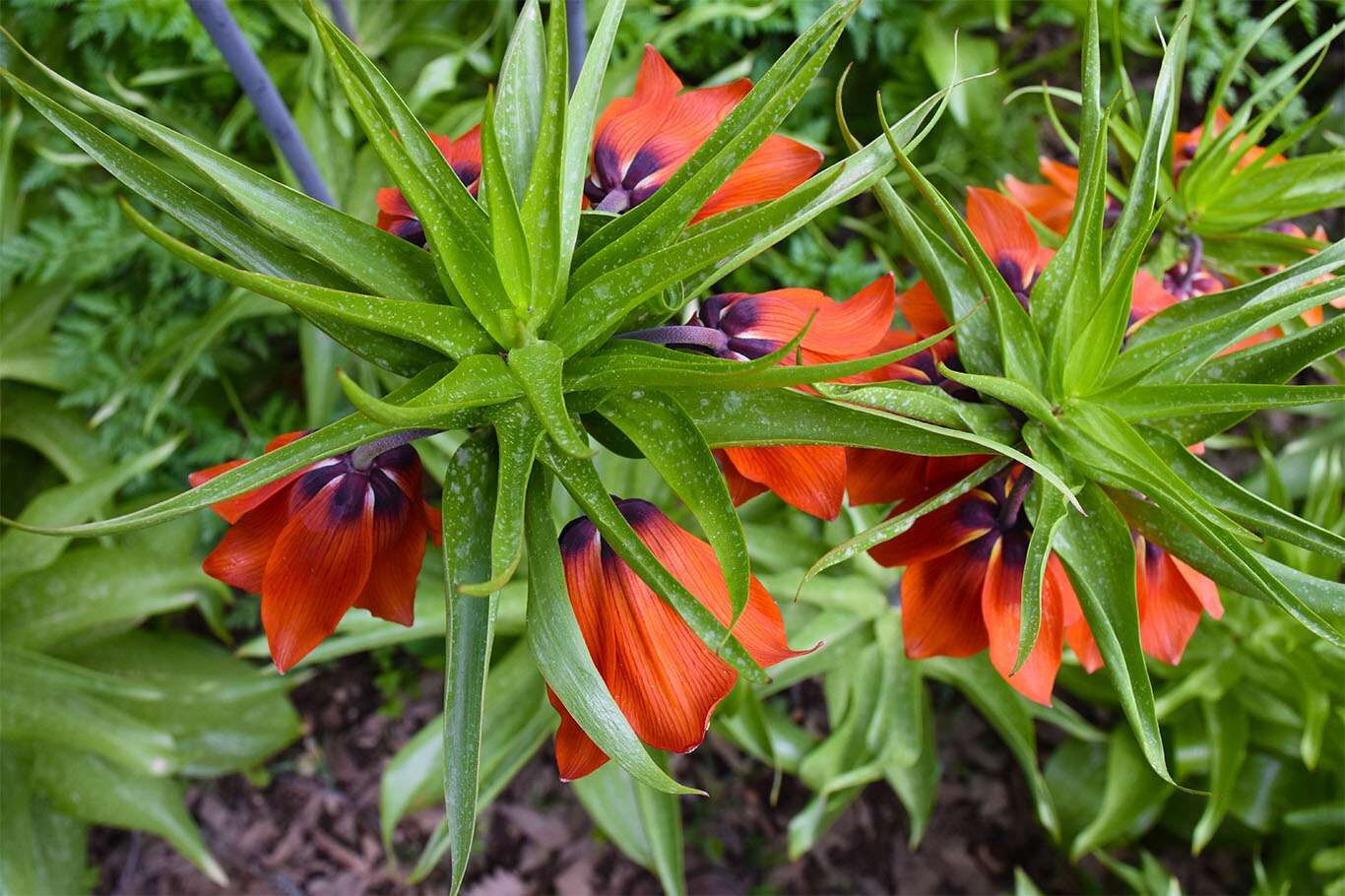 Bitlis’te açan ters laleler göz kamaştırıyor