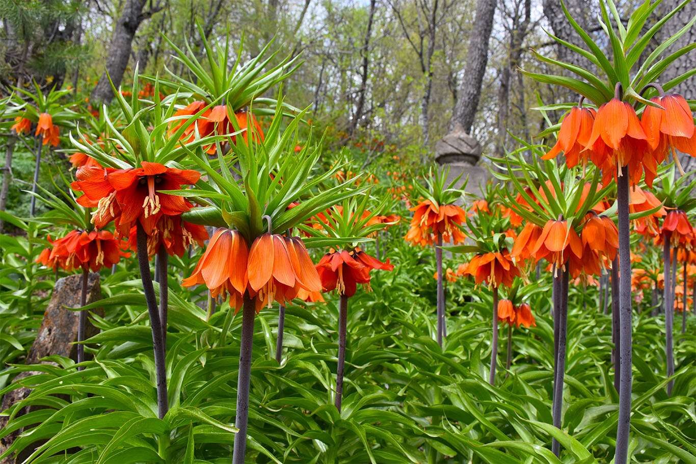 Bitlis’te açan ters laleler göz kamaştırıyor