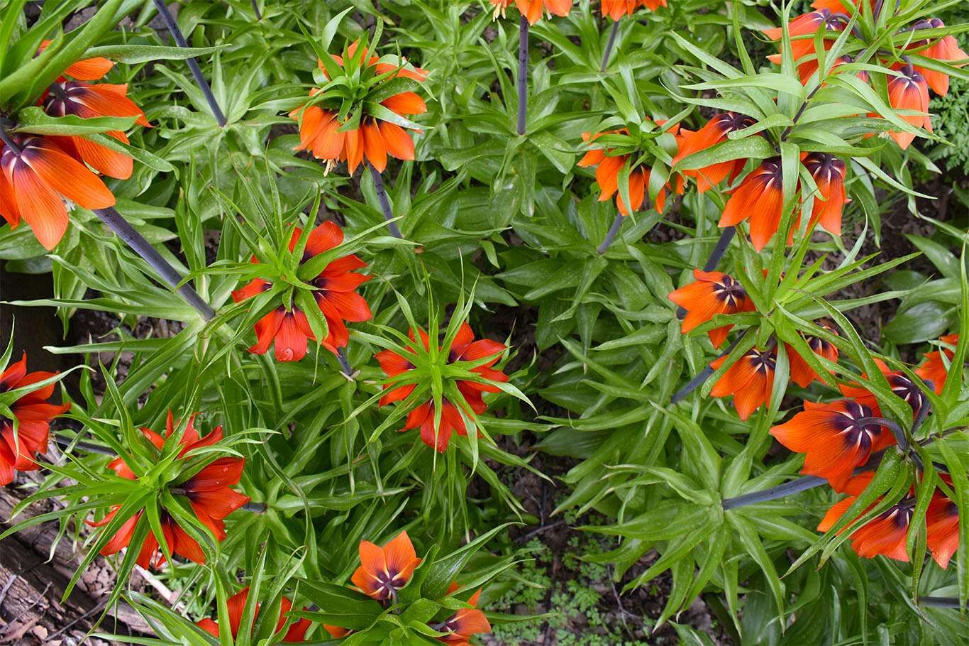 Bitlis’te açan ters laleler göz kamaştırıyor