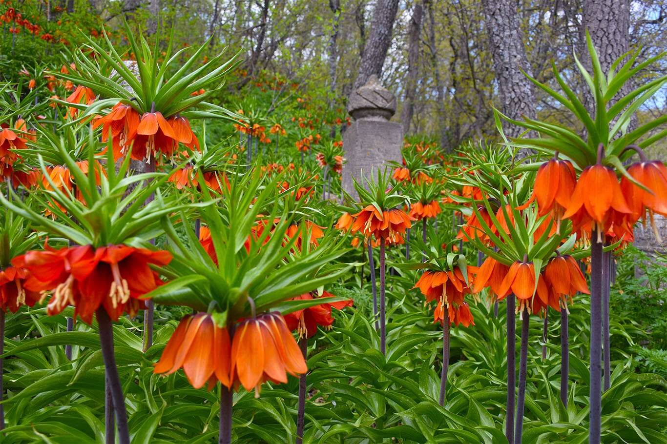 Bitlis’te açan ters laleler göz kamaştırıyor