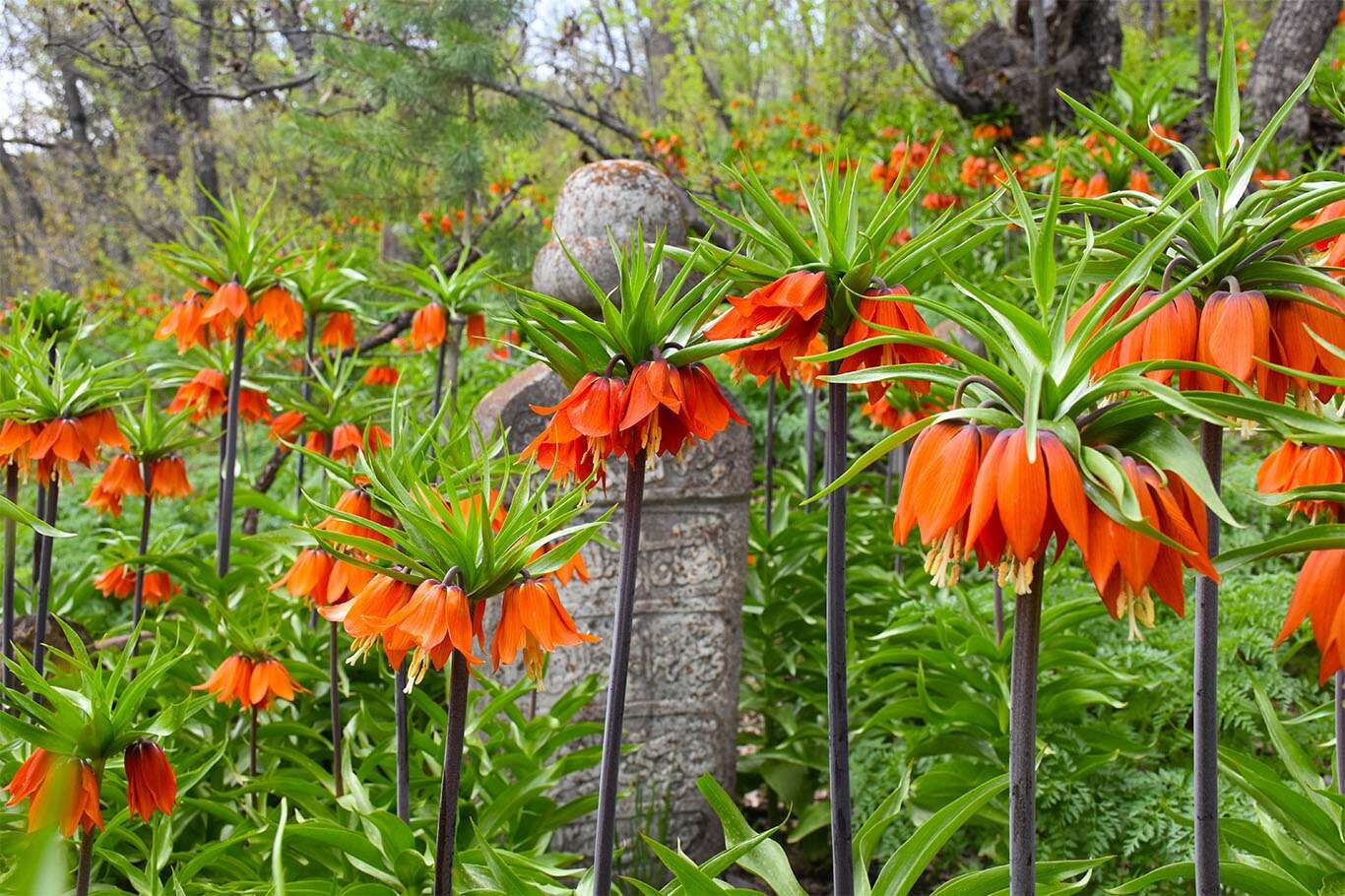 Bitlis’te açan ters laleler göz kamaştırıyor