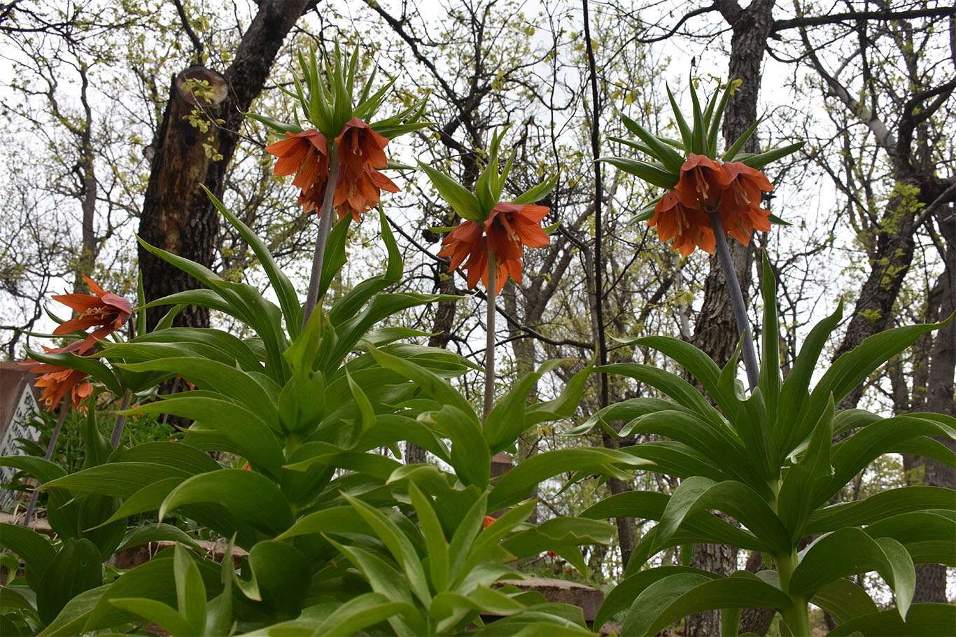 Bitlis’te açan ters laleler göz kamaştırıyor