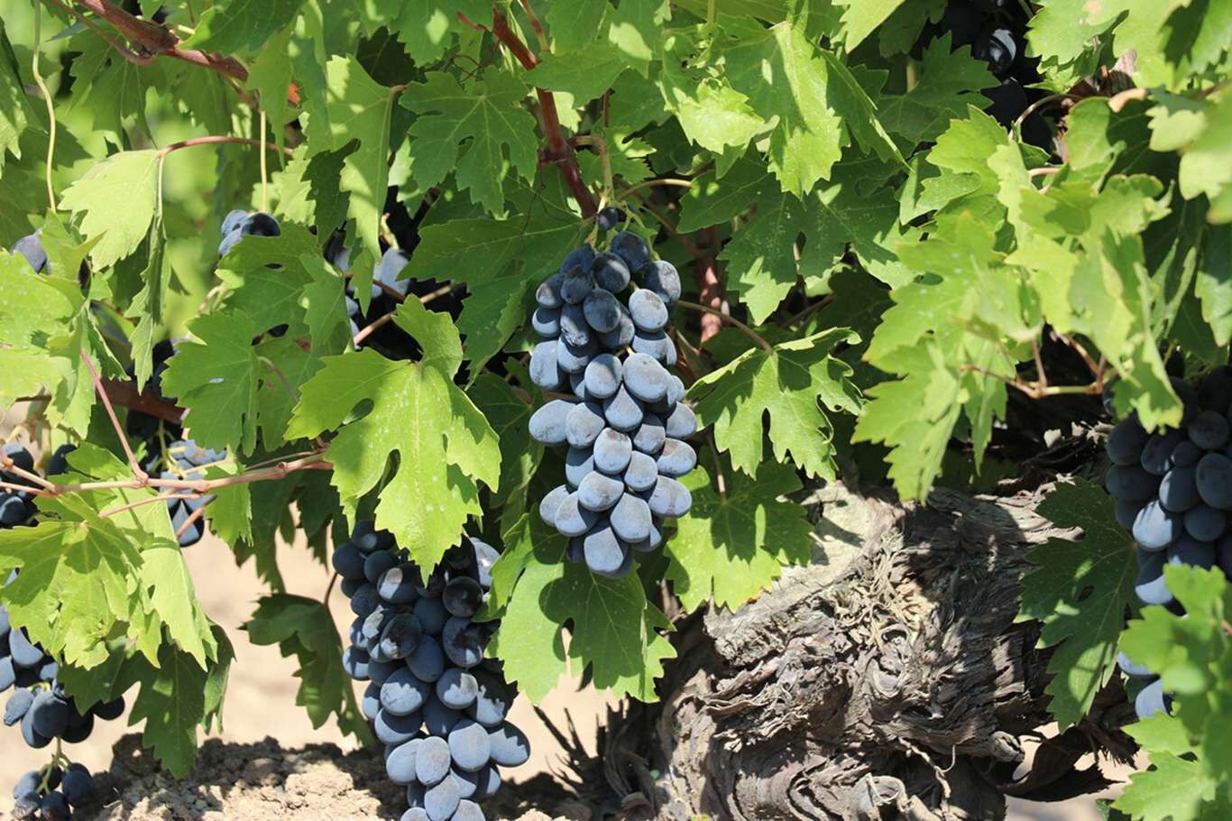 Kilis’te üzüm hasadı devam ediyor