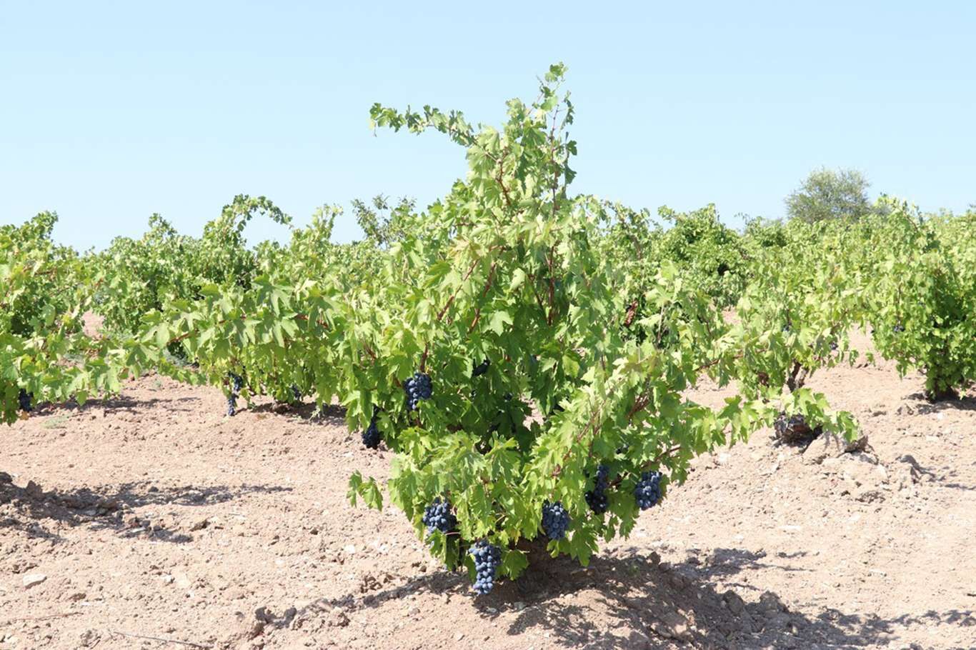 Kilis’te üzüm hasadı devam ediyor