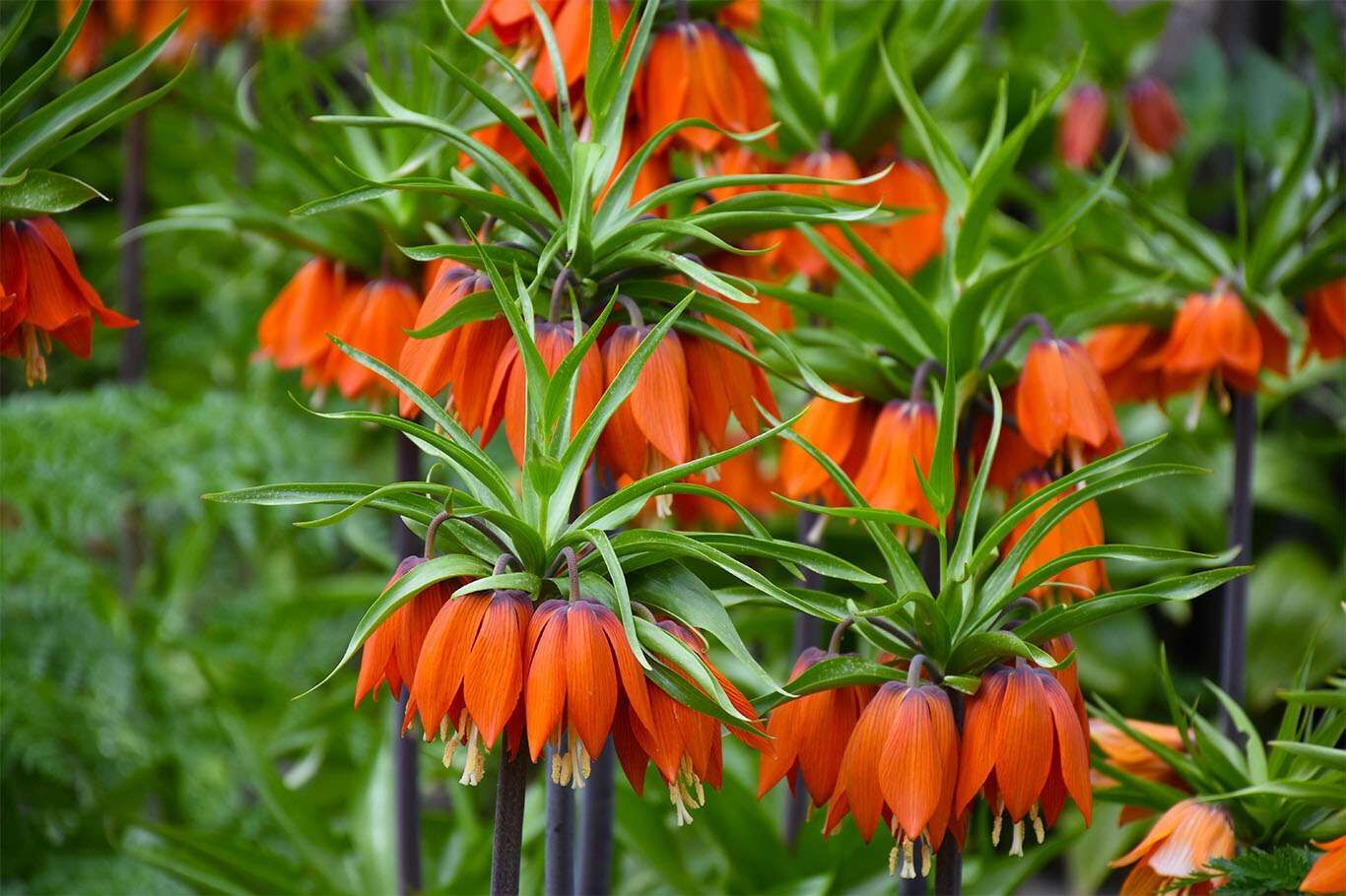 Bitlis’te açan ters laleler göz kamaştırıyor