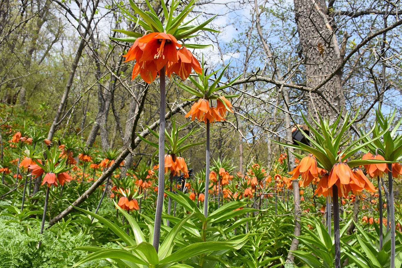 Bitlis’te açan ters laleler göz kamaştırıyor