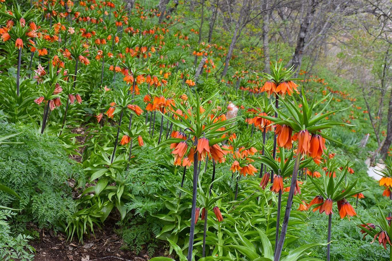 Bitlis’te açan ters laleler göz kamaştırıyor