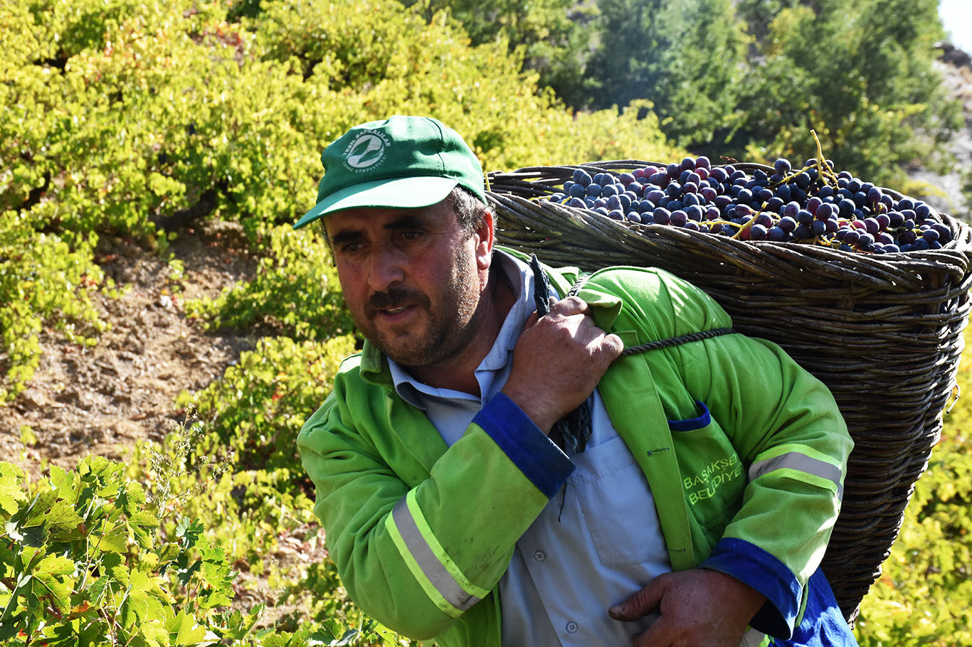 Bitlis'te imece usulüyle yapılan pekmez yoğun ilgi görüyor
