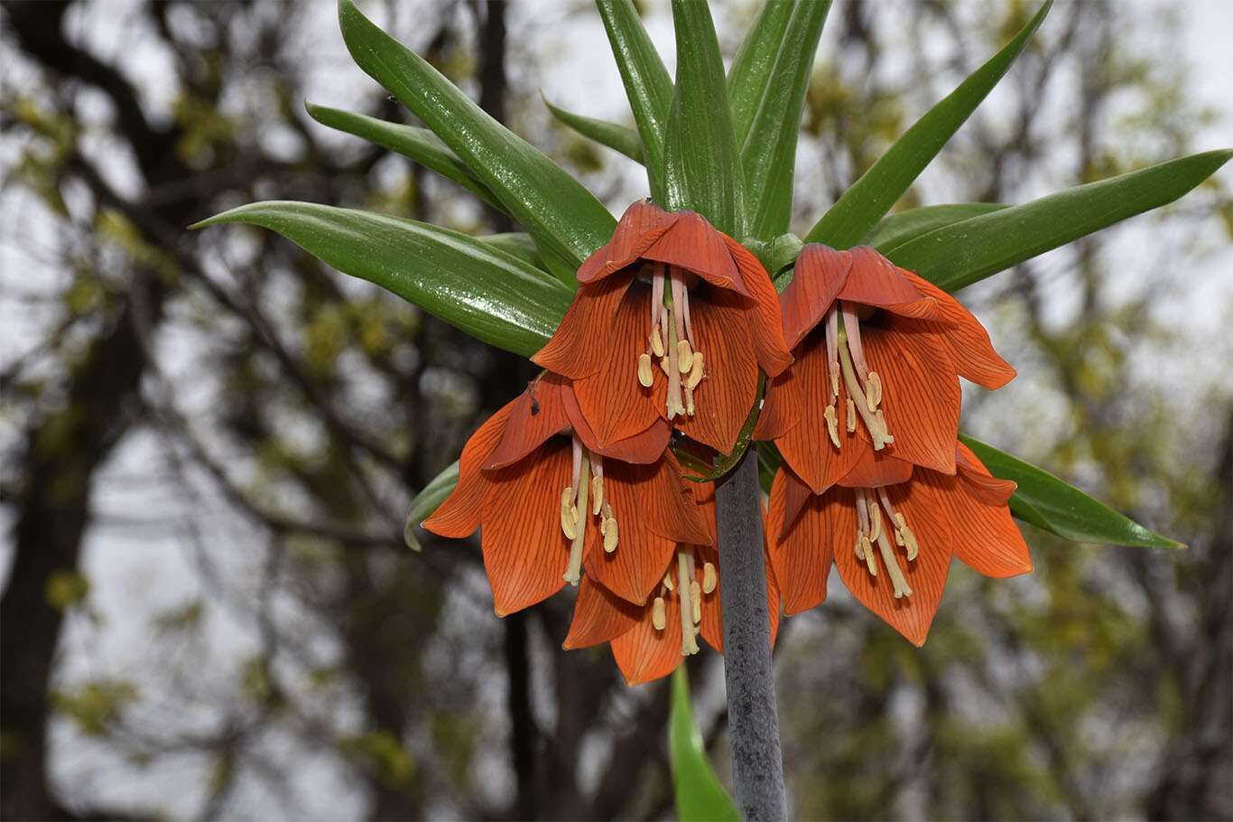 Bitlis’te açan ters laleler göz kamaştırıyor