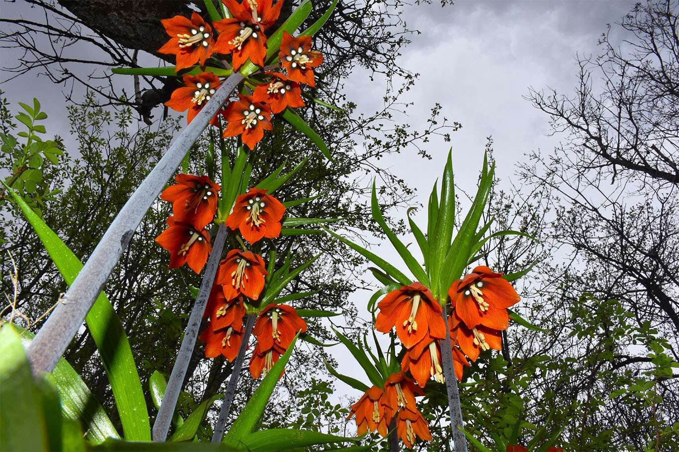 Bitlis’te açan ters laleler göz kamaştırıyor