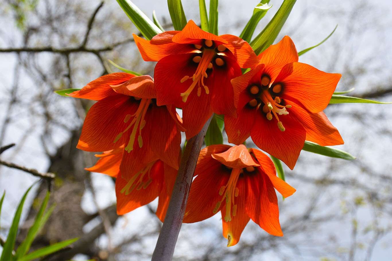 Bitlis’te açan ters laleler göz kamaştırıyor