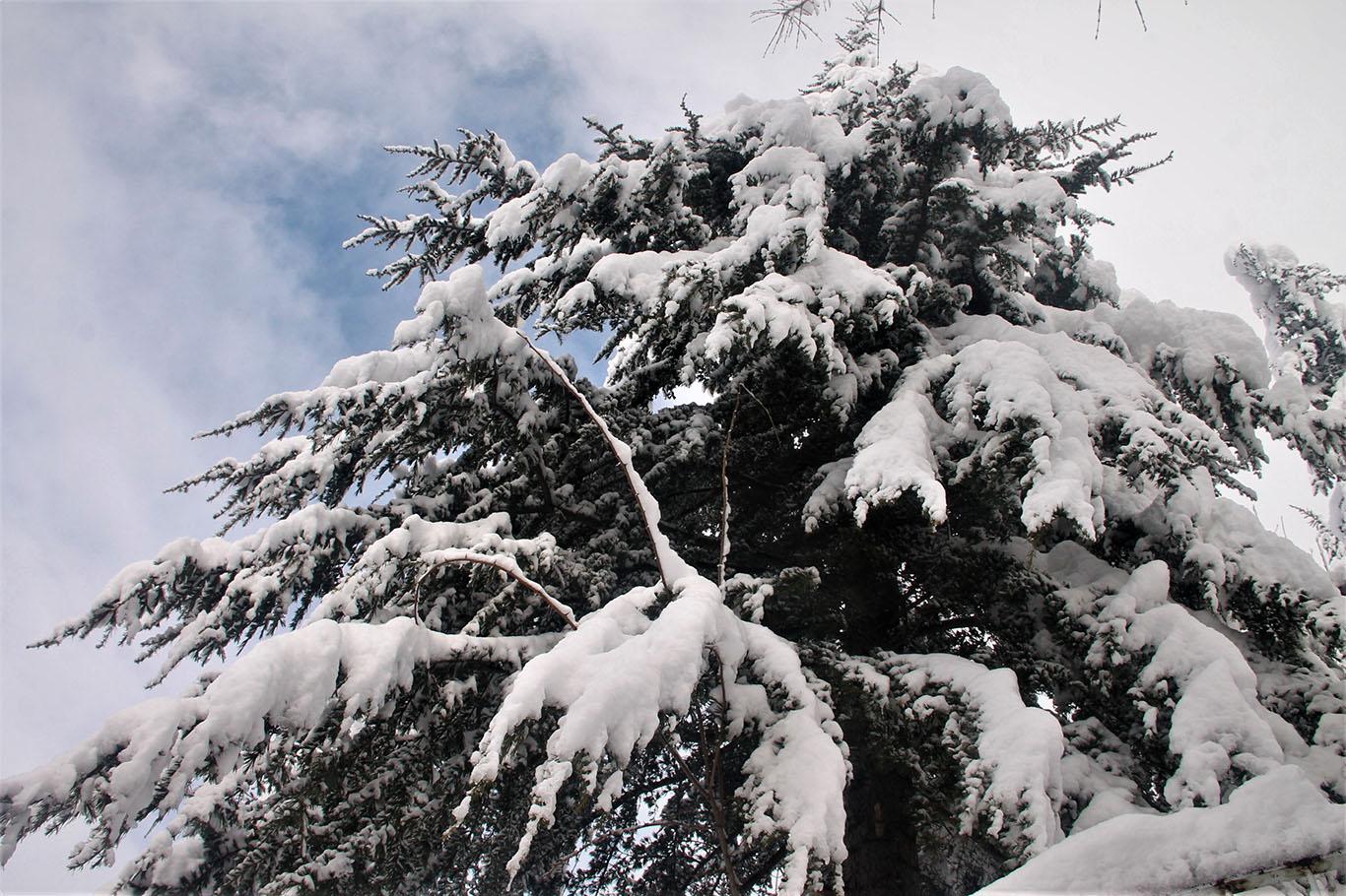 Bitlis’te kar yağışının ardından kartpostallık görüntüler oluştu