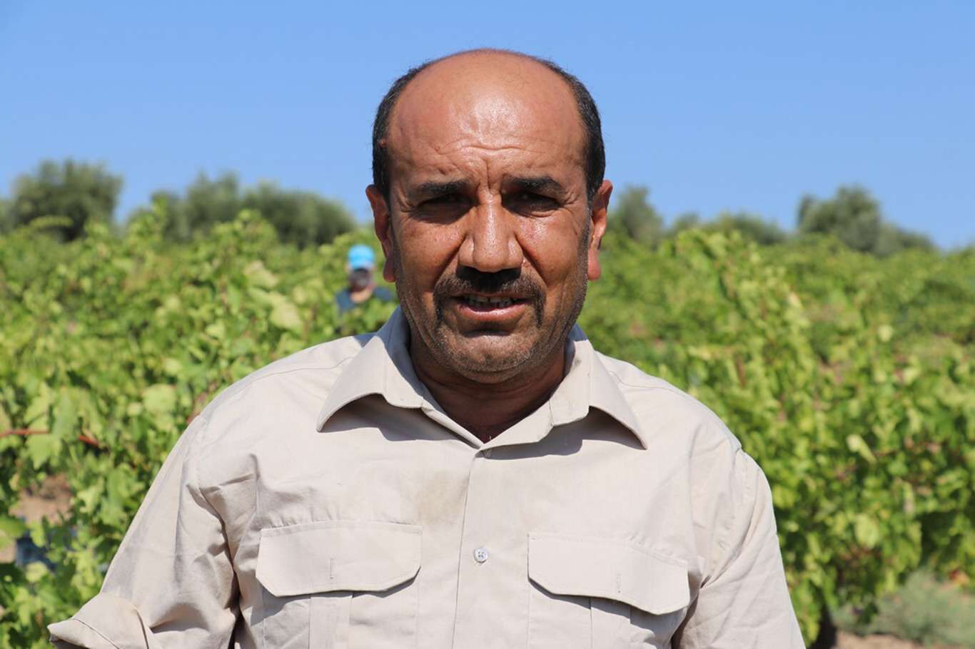 Kilis’te üzüm hasadı devam ediyor