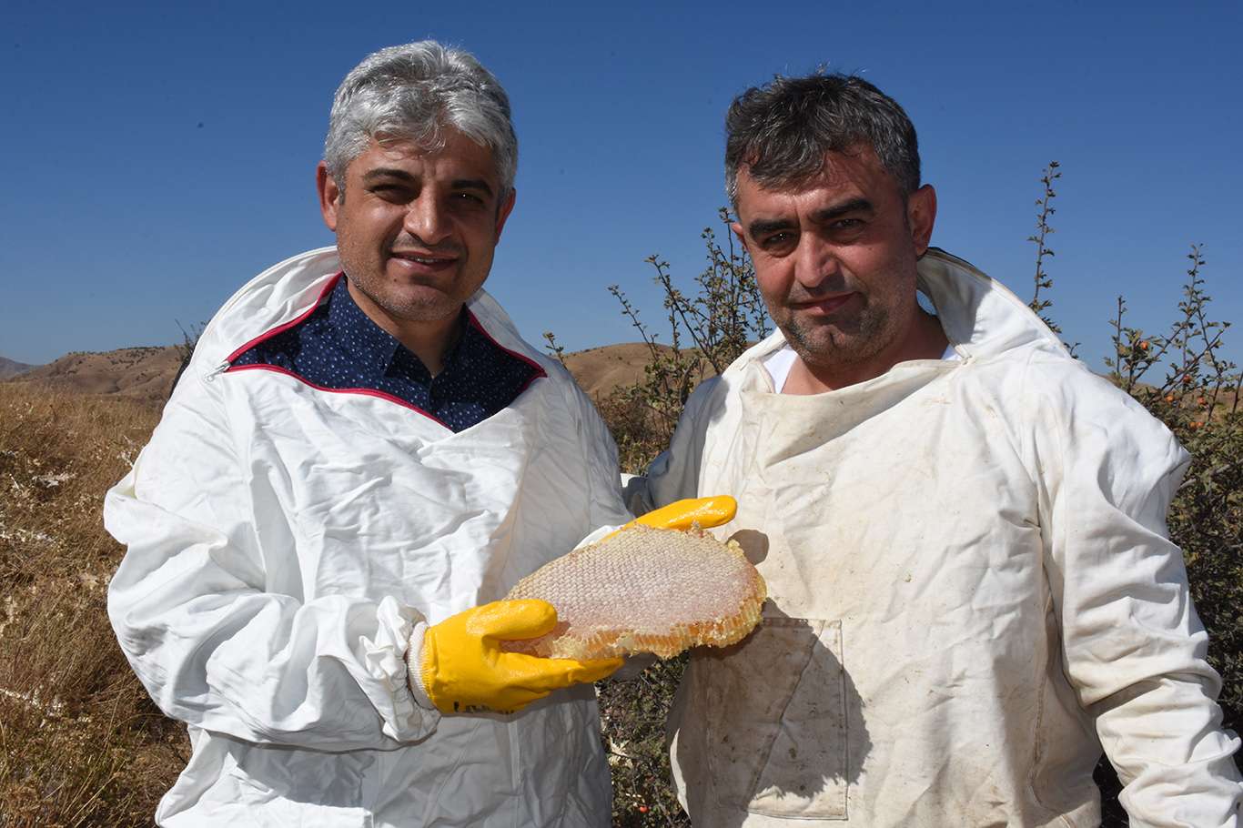 Bitlis'te hasadına başlanan Karakovan balından 100 milyon gelir bekleniyor