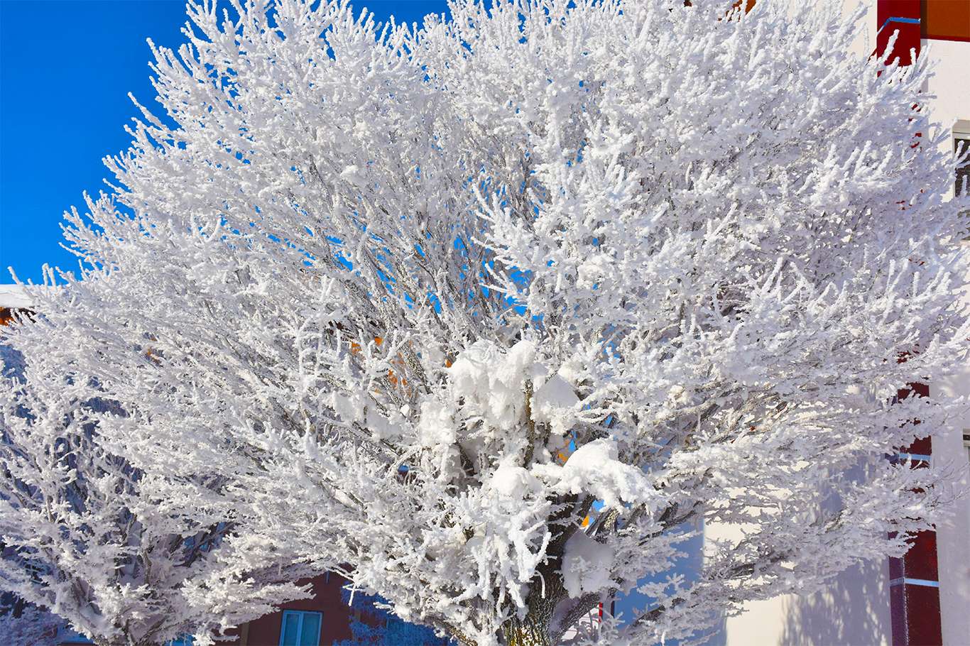Bitlis'te hava sıcaklığı eksi 20 dereceye düşünce kartpostallık görüntüler oluştu