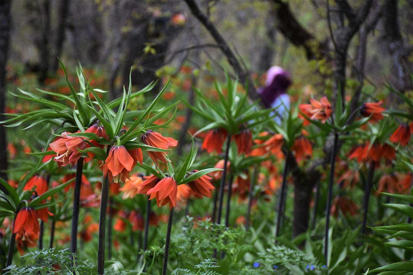 Bitlis’te açan ters laleler göz kamaştırıyor