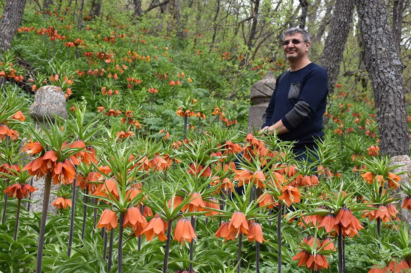 Bitlis’te açan ters laleler göz kamaştırıyor