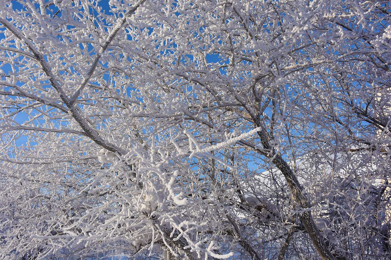 Bitlis'te hava sıcaklığı eksi 20 dereceye düşünce kartpostallık görüntüler oluştu