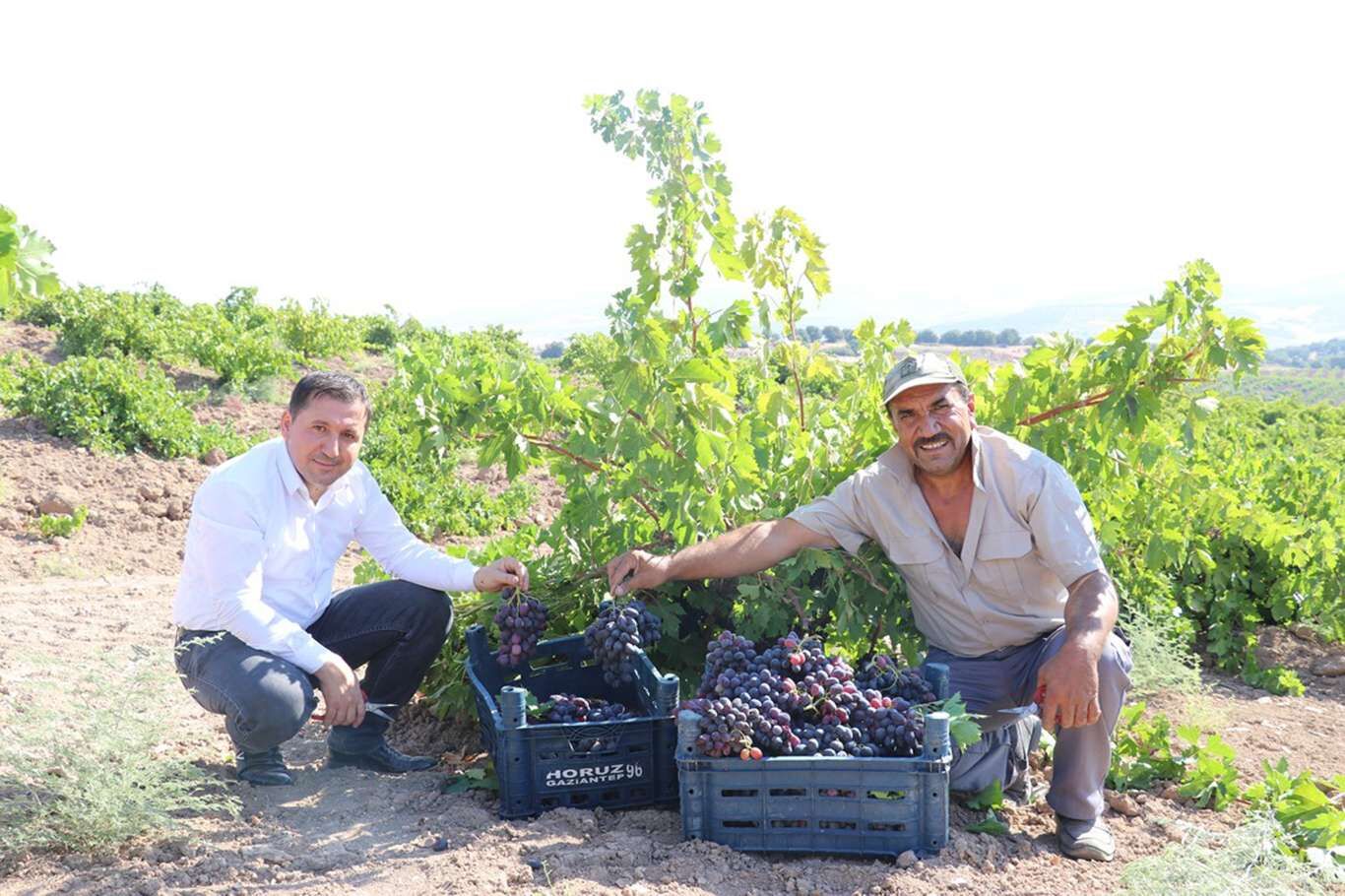 Kilis’te üzüm hasadı devam ediyor
