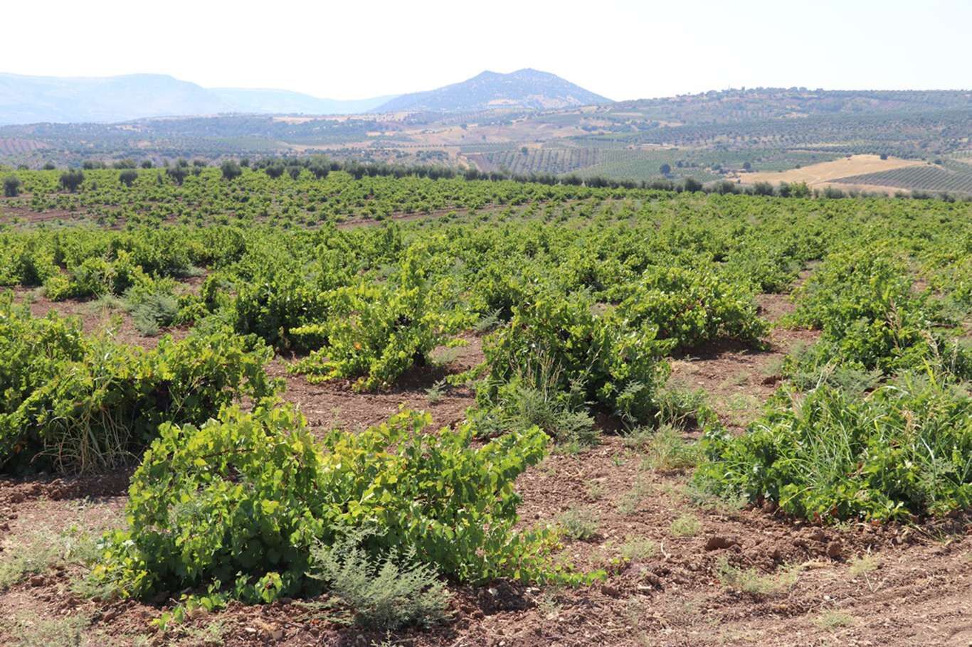 Kilis’te üzüm hasadı devam ediyor