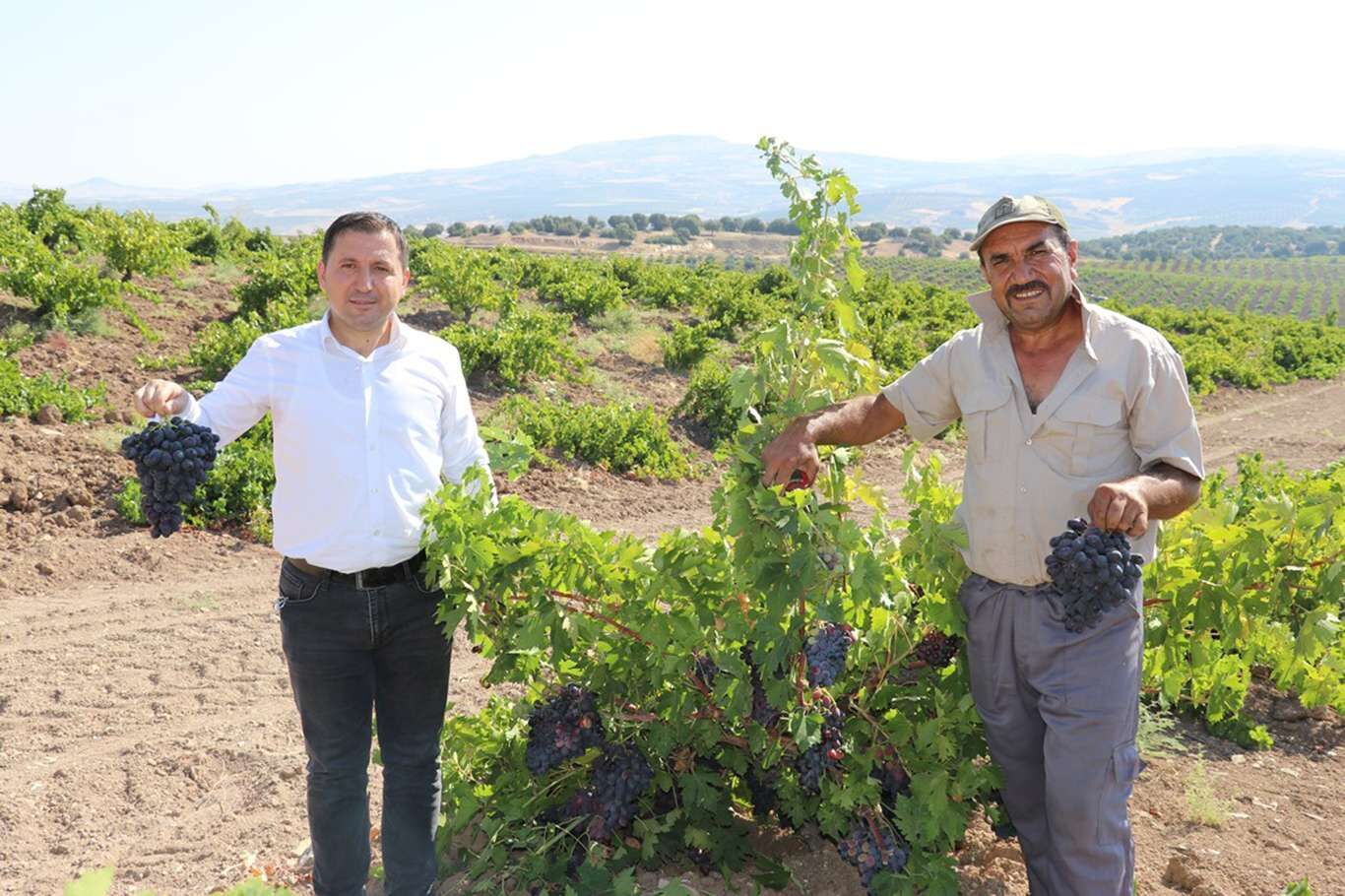 Kilis’te üzüm hasadı devam ediyor
