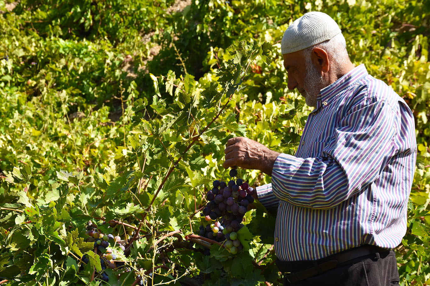 Bitlis'te imece usulüyle yapılan pekmez yoğun ilgi görüyor