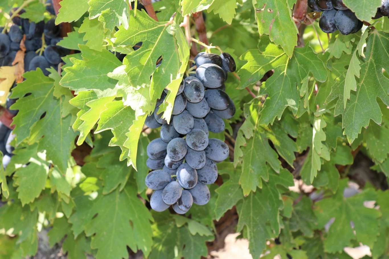 Kilis’te üzüm hasadı devam ediyor