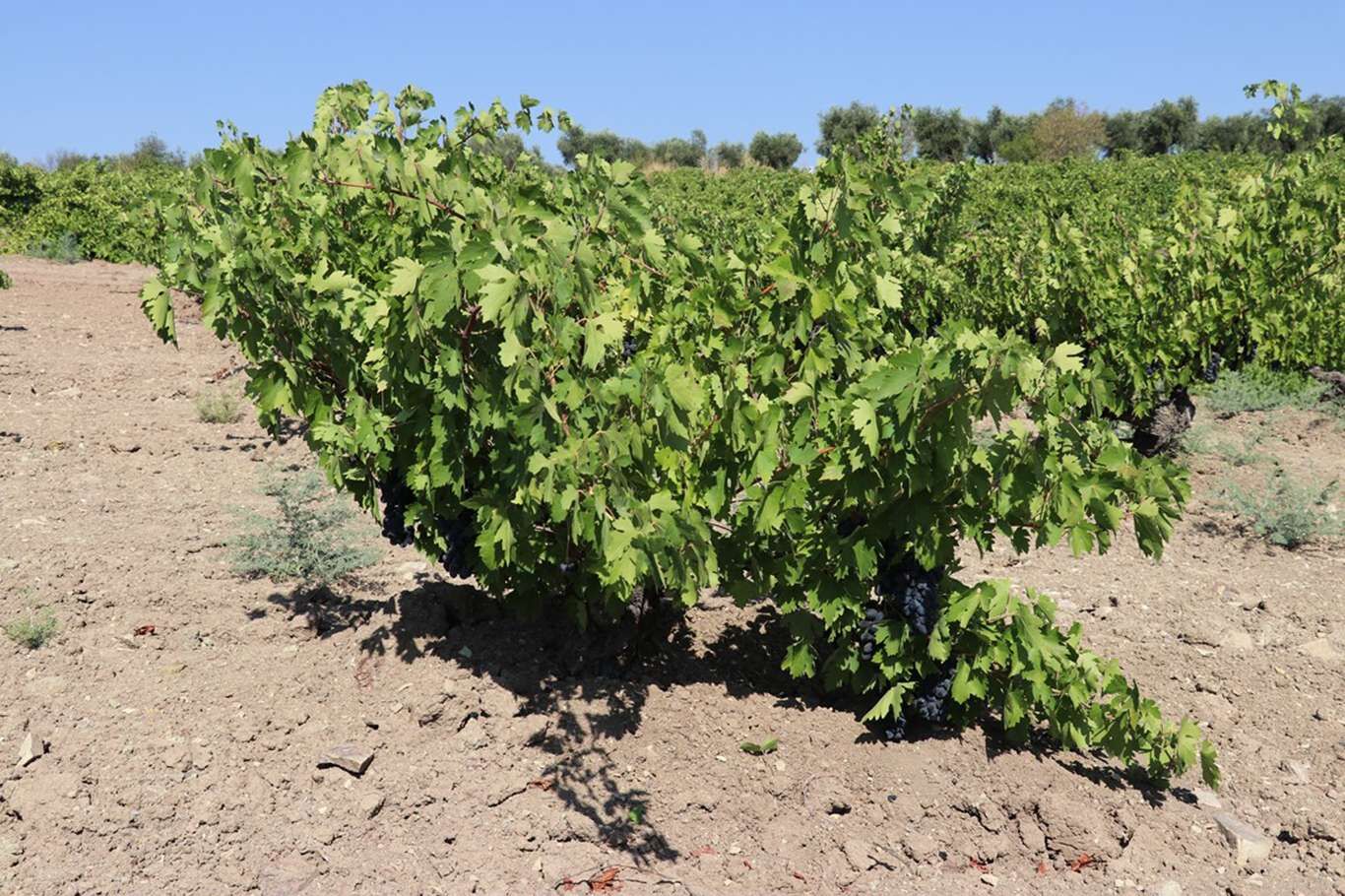 Kilis’te üzüm hasadı devam ediyor