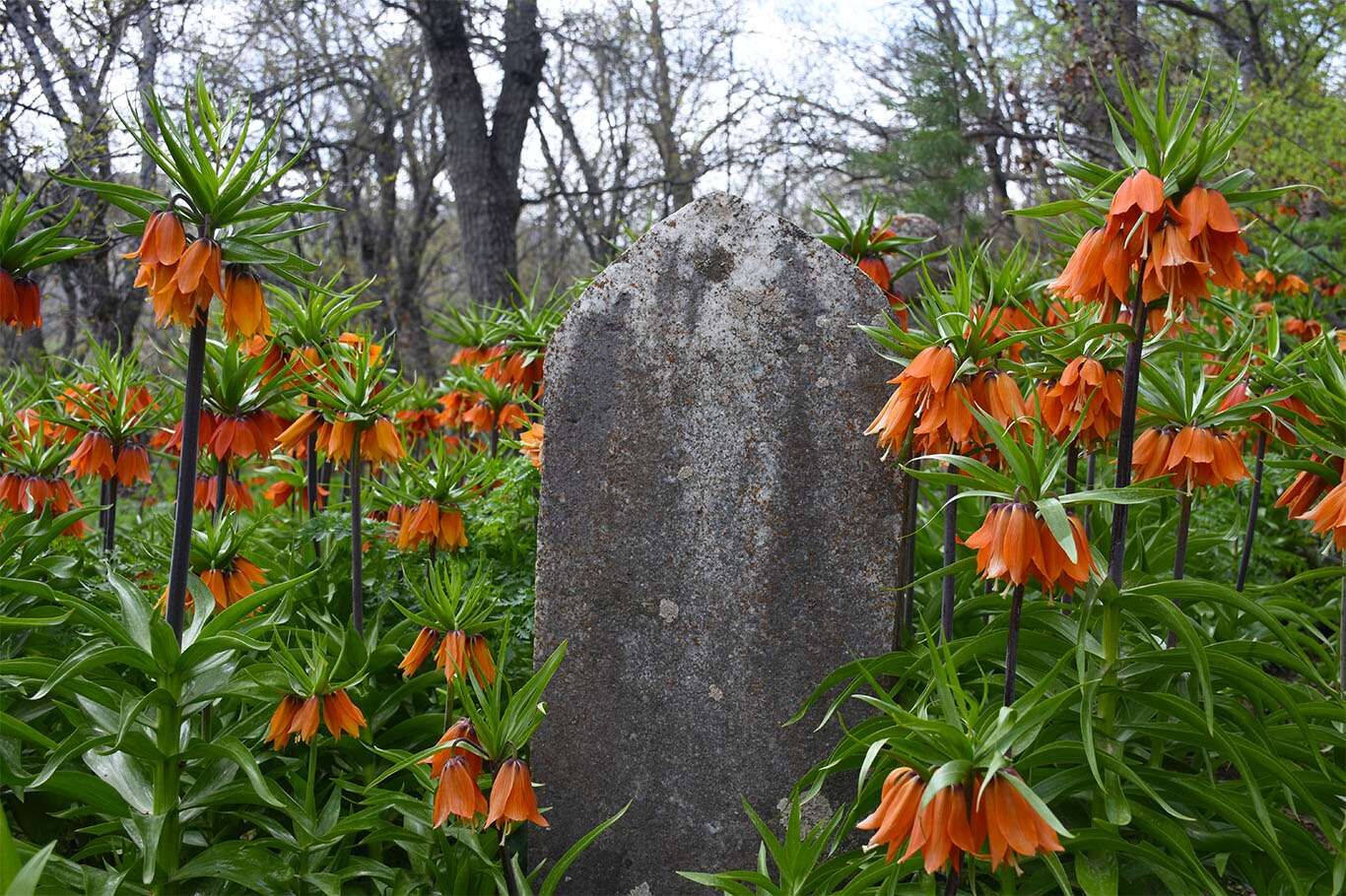 Bitlis’te açan ters laleler göz kamaştırıyor