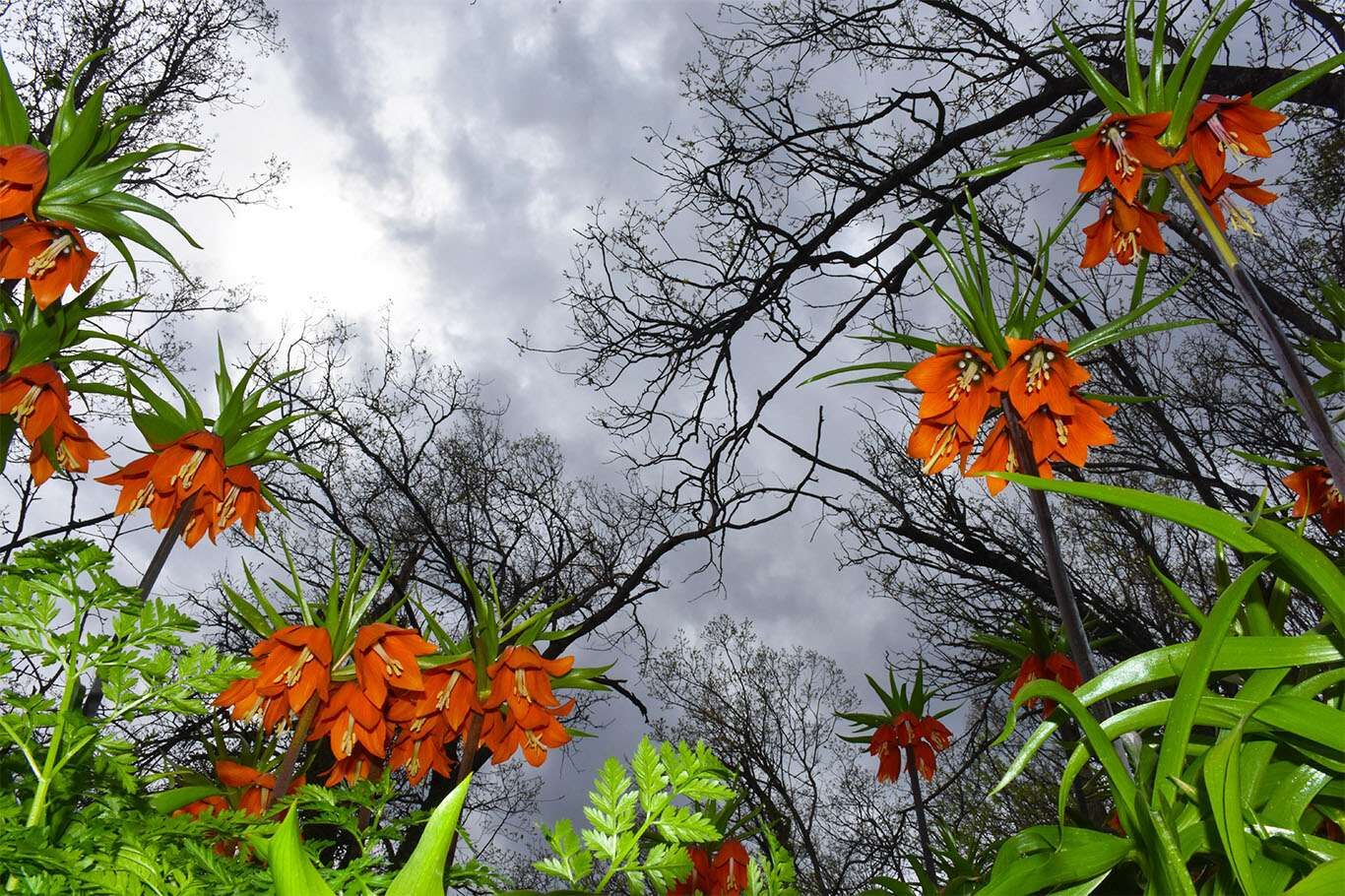 Bitlis’te açan ters laleler göz kamaştırıyor
