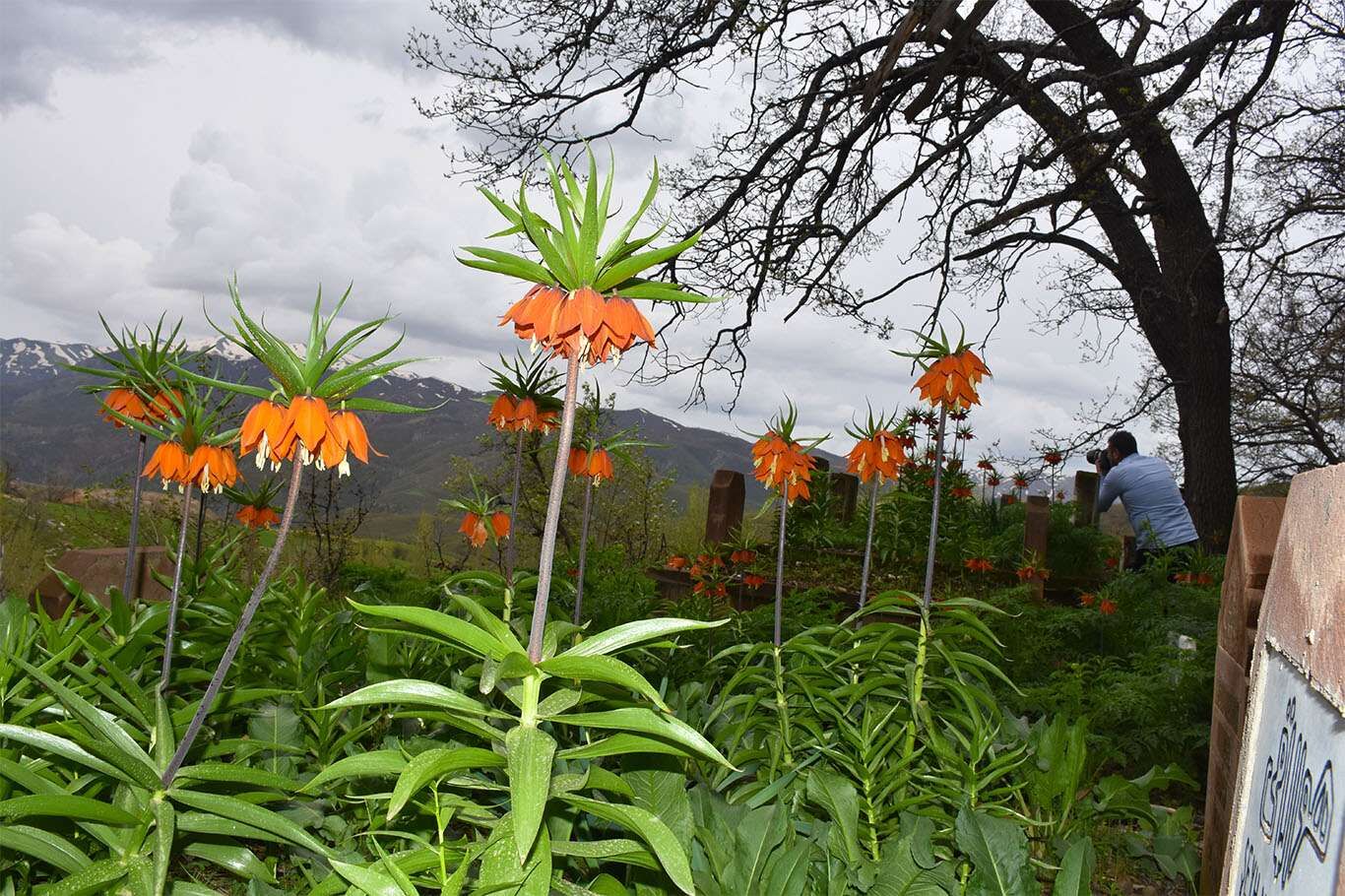 Bitlis’te açan ters laleler göz kamaştırıyor