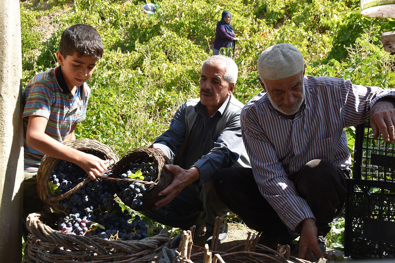 Bitlis'te imece usulüyle yapılan pekmez yoğun ilgi görüyor