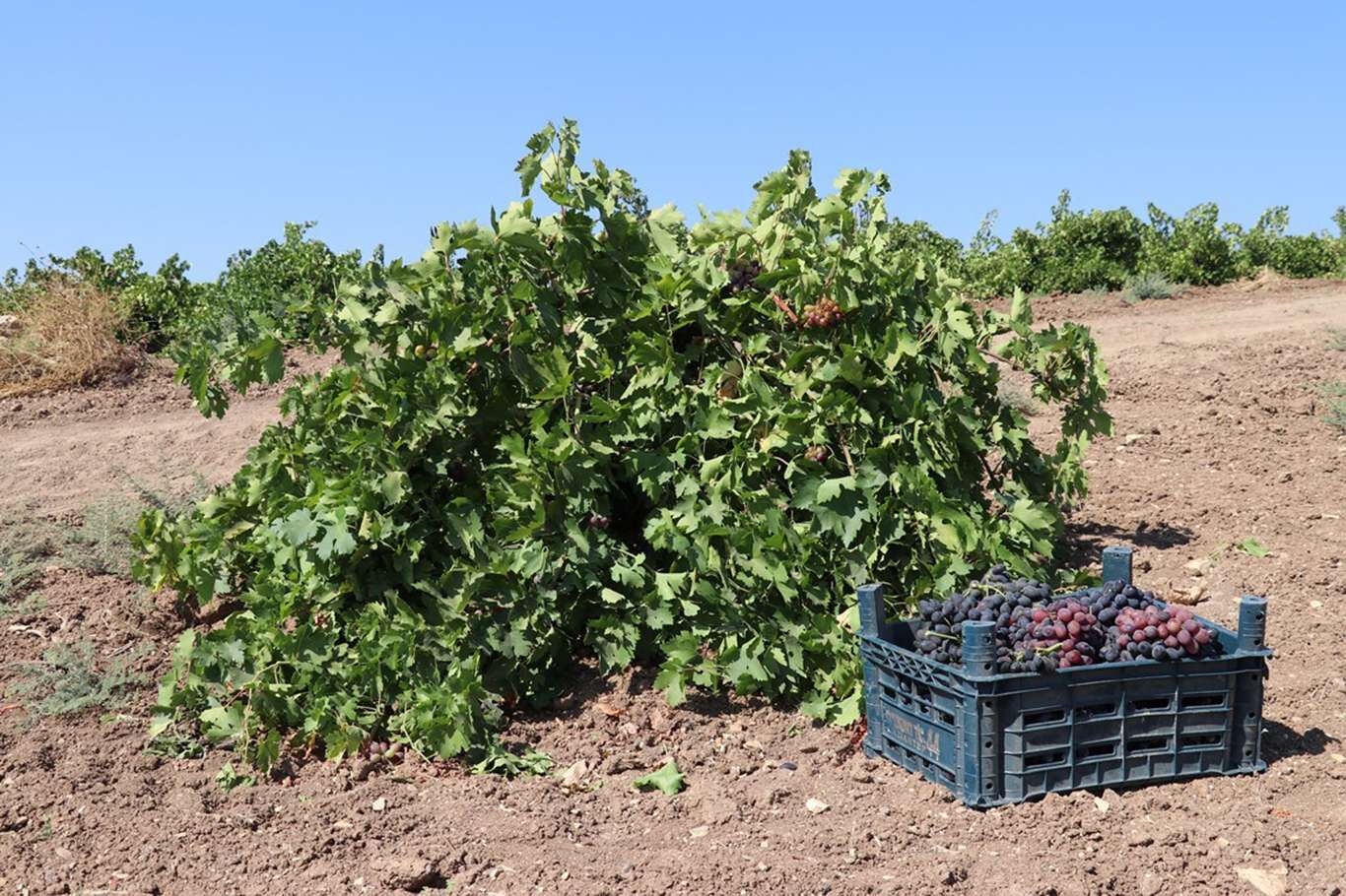 Kilis’te üzüm hasadı devam ediyor