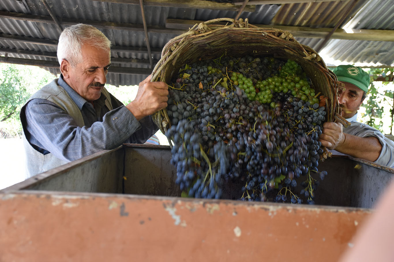 Bitlis'te imece usulüyle yapılan pekmez yoğun ilgi görüyor