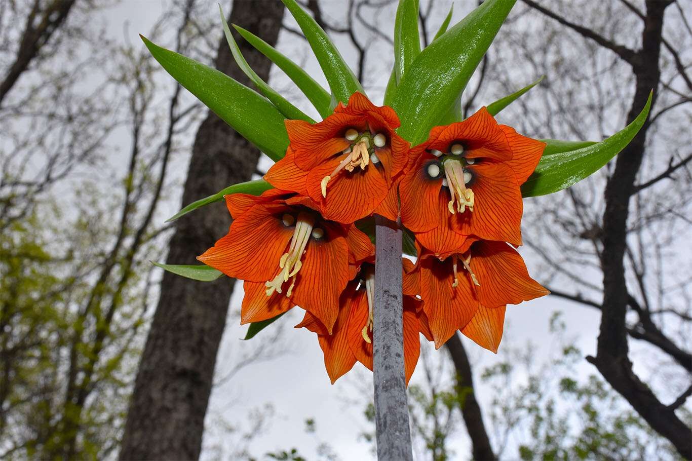 Bitlis’te açan ters laleler göz kamaştırıyor