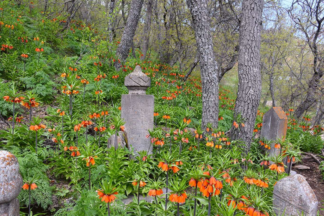 Bitlis’te açan ters laleler göz kamaştırıyor