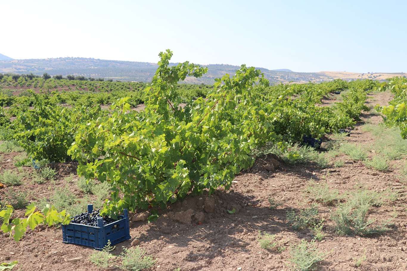 Kilis’te üzüm hasadı devam ediyor
