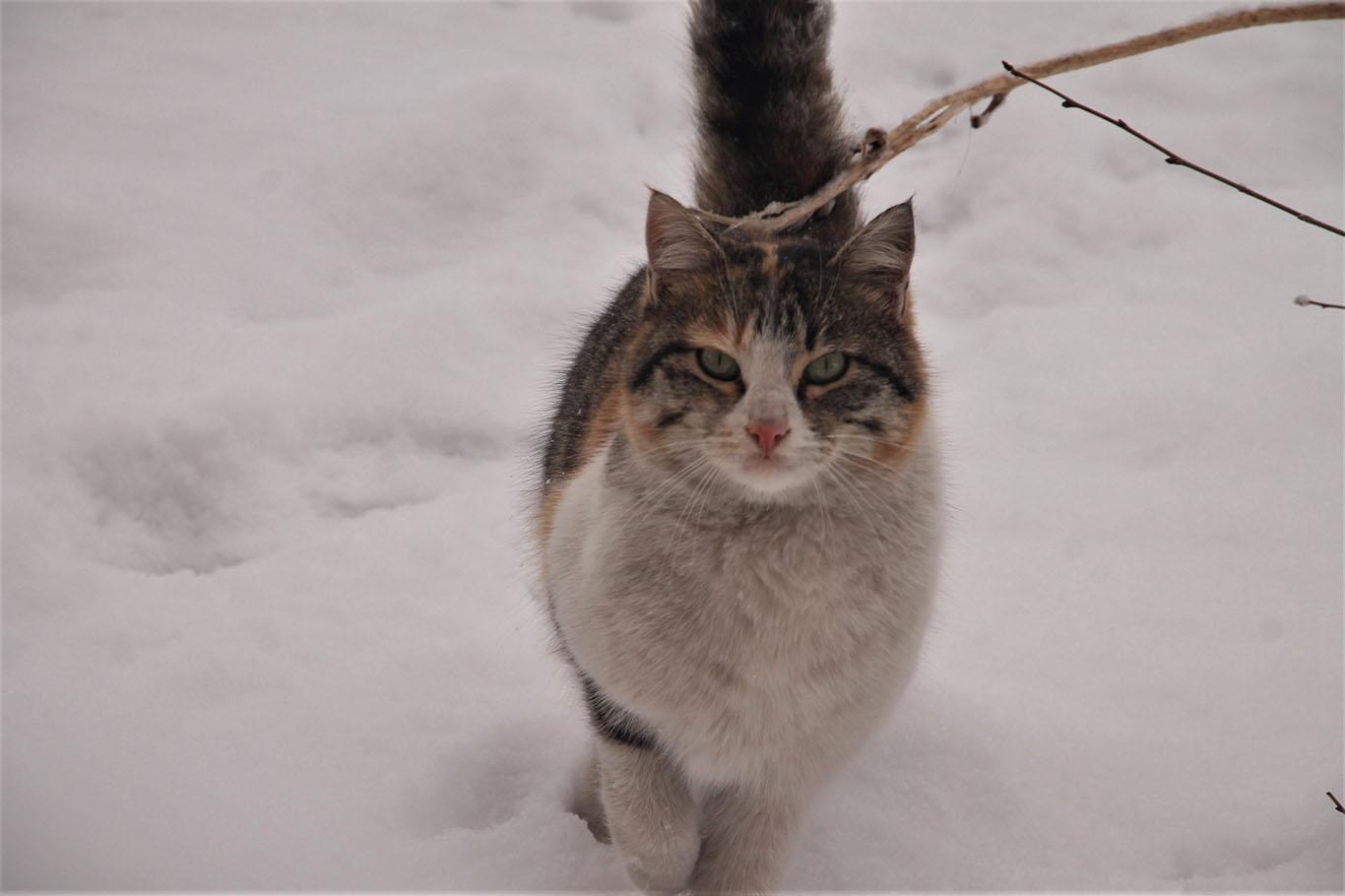 Bitlis’te kar yağışının ardından kartpostallık görüntüler oluştu