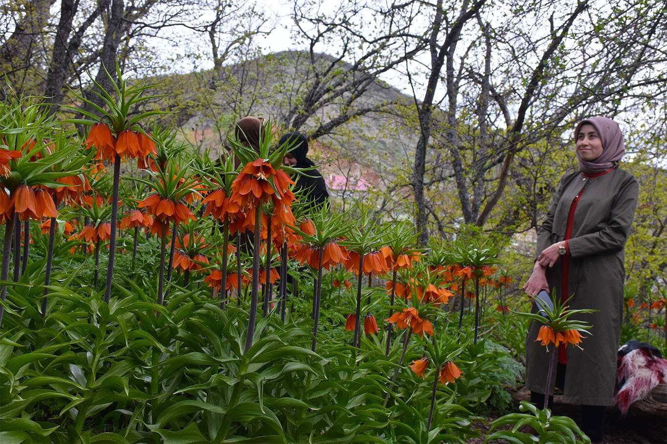 Bitlis’te açan ters laleler göz kamaştırıyor